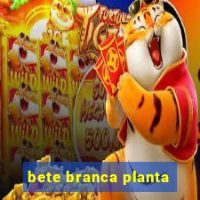 bete branca planta